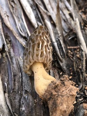 Morchella brunnea