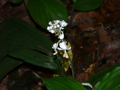 Calanthe zollingeri