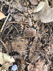 Morchella brunnea