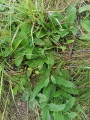 Lepechinia meyenii