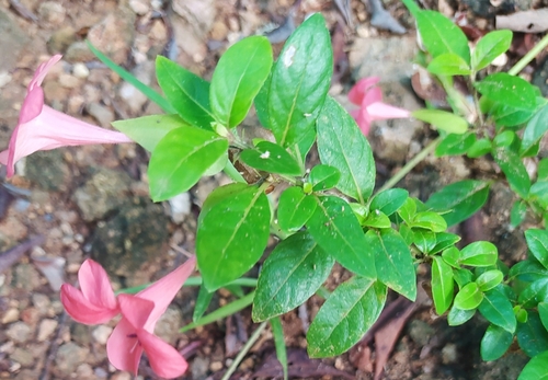 Barleria repens image