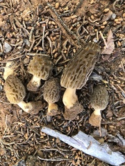 Morchella brunnea