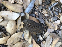 Morchella brunnea