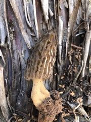 Morchella brunnea