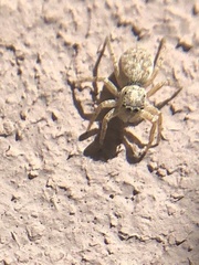 Menemerus semilimbatus