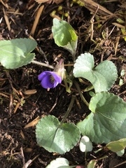 Viola hirsutula