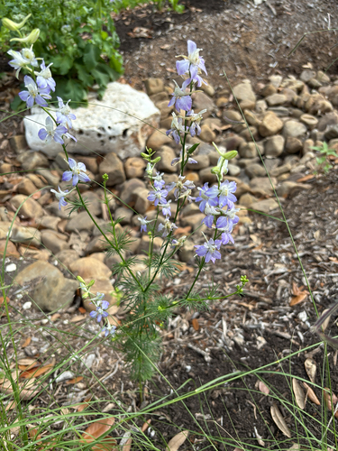 Delphinium