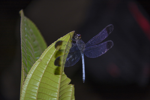 Uracis ovipositrix