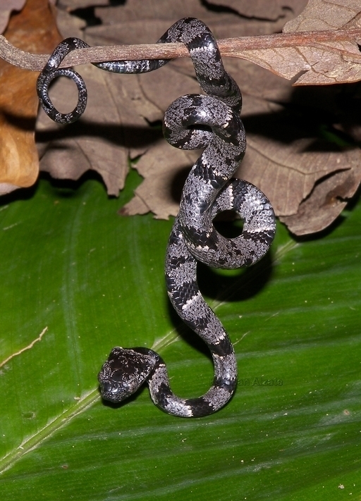 Cloudy Snaileating Snake (Reptiles of Costa Rica's Southern Caribbean