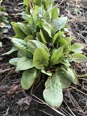 Rumex rugosus