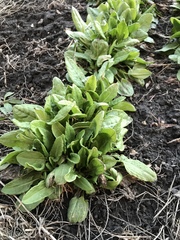 Rumex rugosus