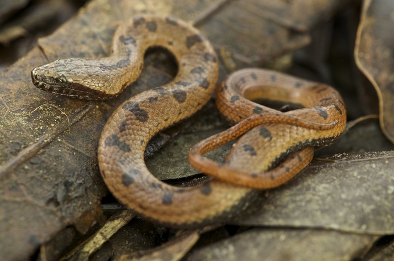 Orangebelly Swamp Snake (Reptiles of Costa Rica's Southern Caribbean ...