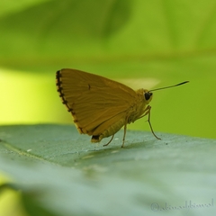 Cupitha purreea