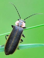 Podabrus brevicollis