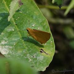 Cupitha purreea