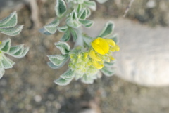 Medicago marina