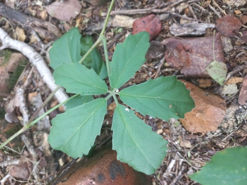 Cyphostemma cirrhosum