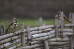 Turdus simensis