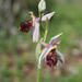Ophrys argolica elegans - Photo Oikeuksia ei pidätetä, lähettänyt Quentin Groom