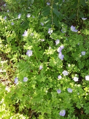 Nemophila phacelioides