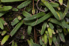 Pyrrosia linearifolia