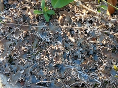 Peltigera ponojensis