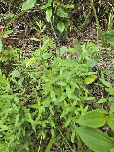 Gonocarpus chinensis observed 2026-04-25