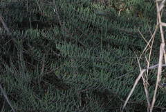 Salicornia perennis