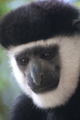 Colobus guereza
