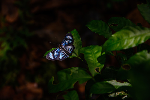 Uraneis hyalina