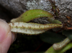 Pyrrosia linearifolia