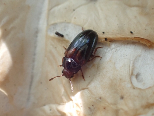 Breastplated Pleasing Fungus Beetle photo 4