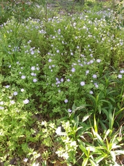 Nemophila phacelioides