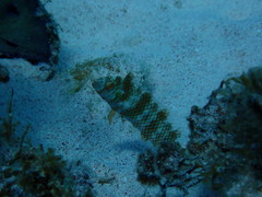 Xyrichtys splendens