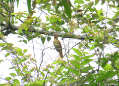 Pachyramphus homochrous