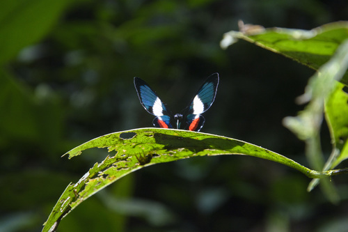 Italian flag butterfly
