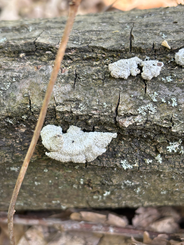 Schizophyllum commune · April 2026 · photo: © stanislavschi_alexandr (iNaturalist, cc-by)