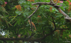 Pachyramphus homochrous