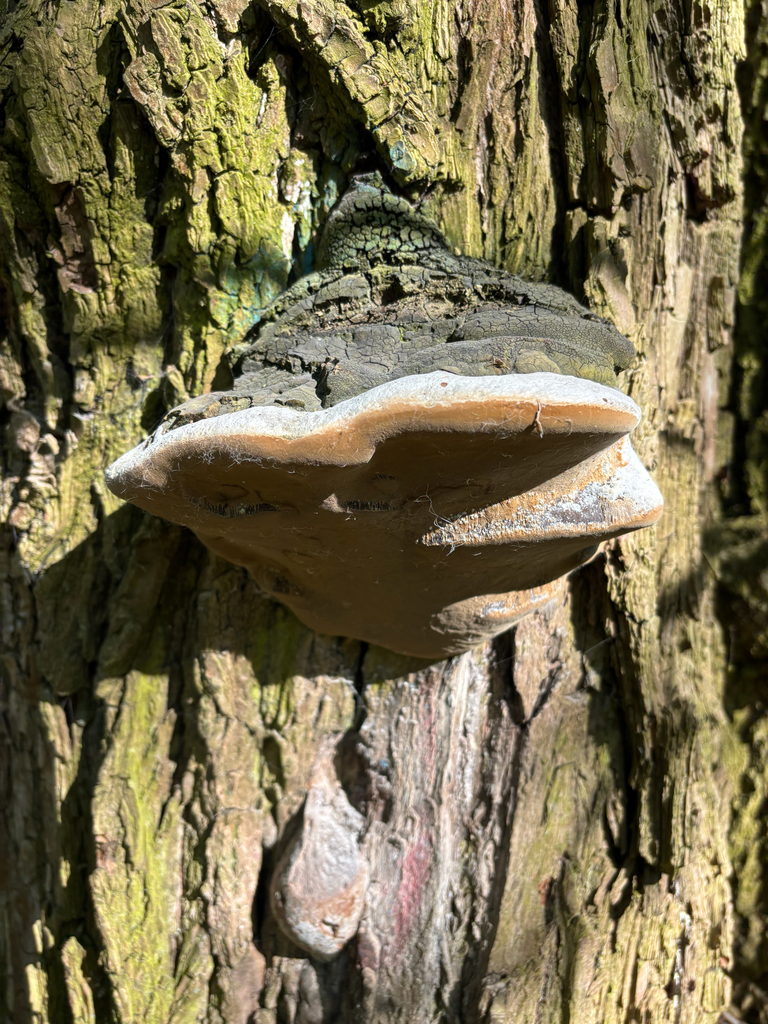 Phellinus igniarius · April 2026 · photo: © stanislavschi_alexandr (iNaturalist, cc-by)
