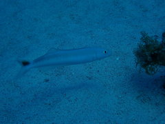 Malacanthus plumieri