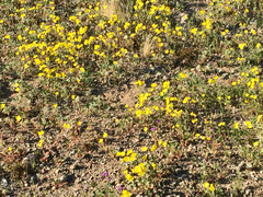 Chylismia