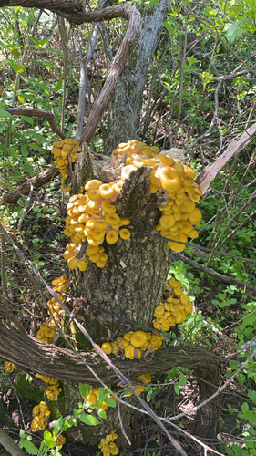 Golden Oyster Mushroom