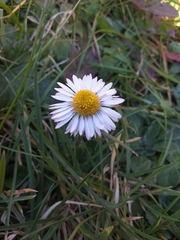Bellis perennis