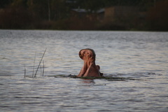 Hippopotamus amphibius