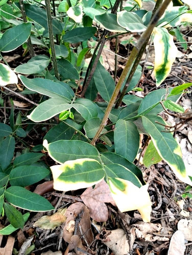 Glycosmis pentaphylla observed 2026-04-25