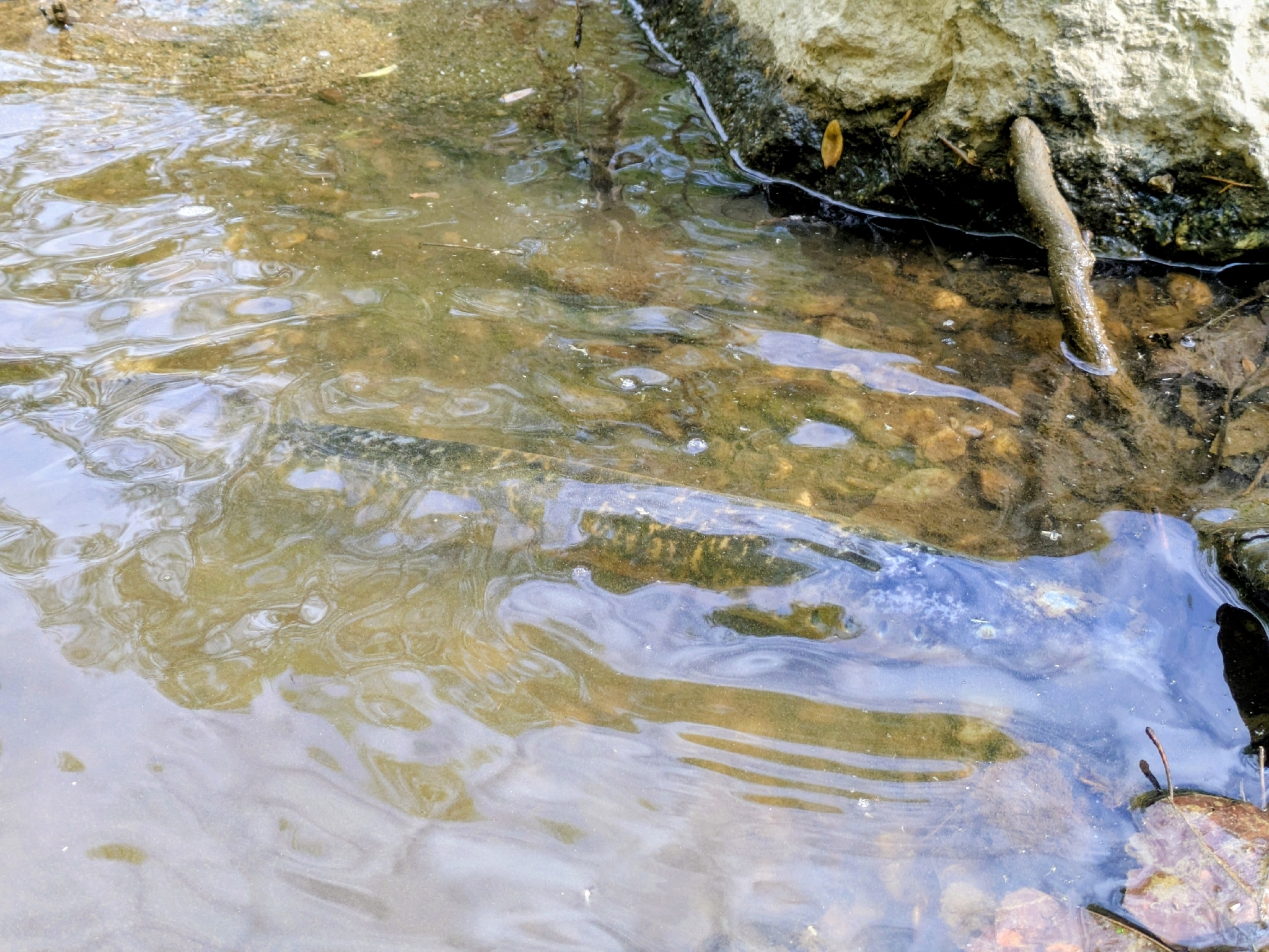 Sea lamprey (Petromyzon marinus)