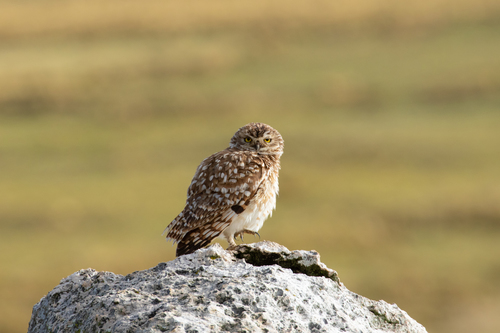 Burrowing Owl