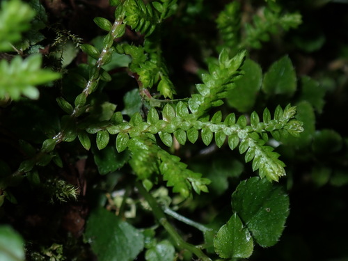 Selaginella remotifolia, photograph 4