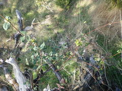 Lonicera hispidula