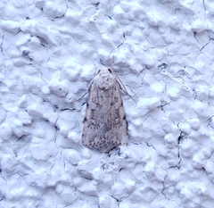 Fotella notalis